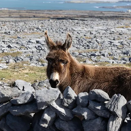 호텔 Aran Islands 3*